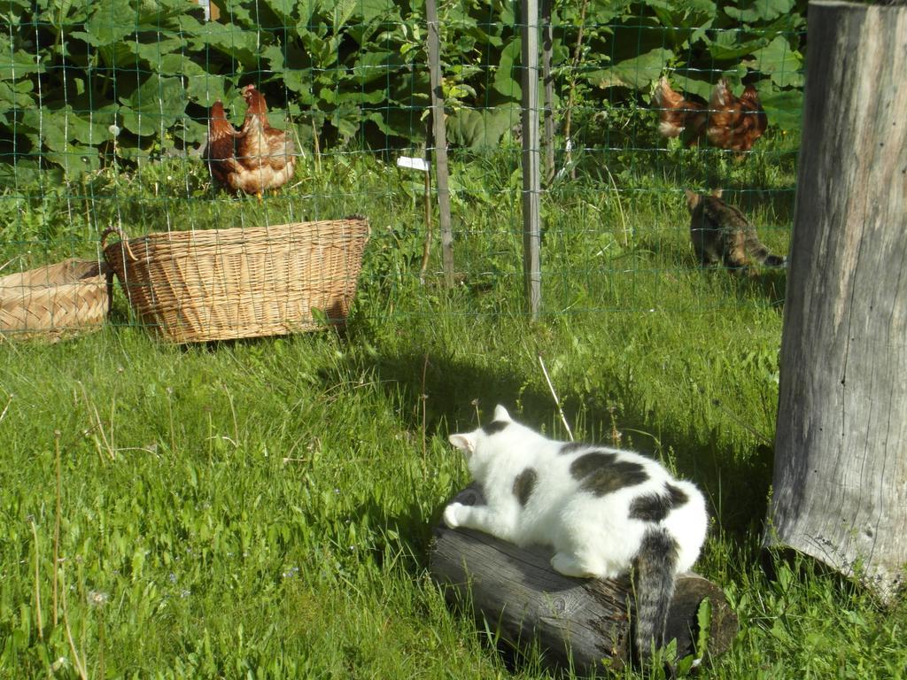 Farm Kosir Kranjska Gora Exterior foto